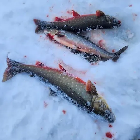 Hytte Midt I Finnmarks Lakseparadis * Tana